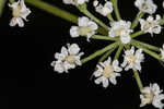 Coastal plain angelica